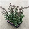 KALANCHOE 14 CM WILD FLOWERS  1X6